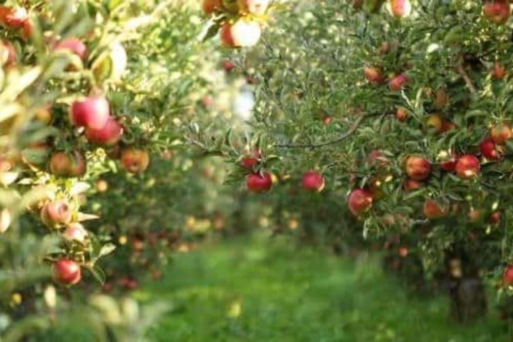 A lush apple orchard with ripe red apples hanging from the trees.