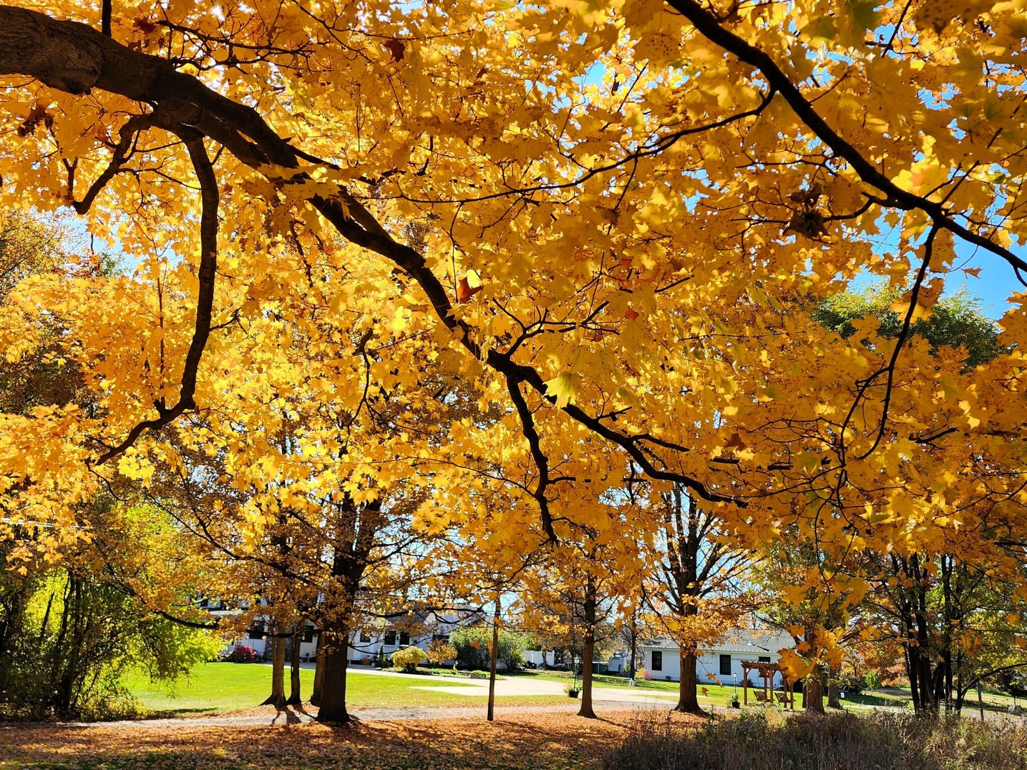 Vibrant yellow leaves of autumn trees frame a serene neighborhood.