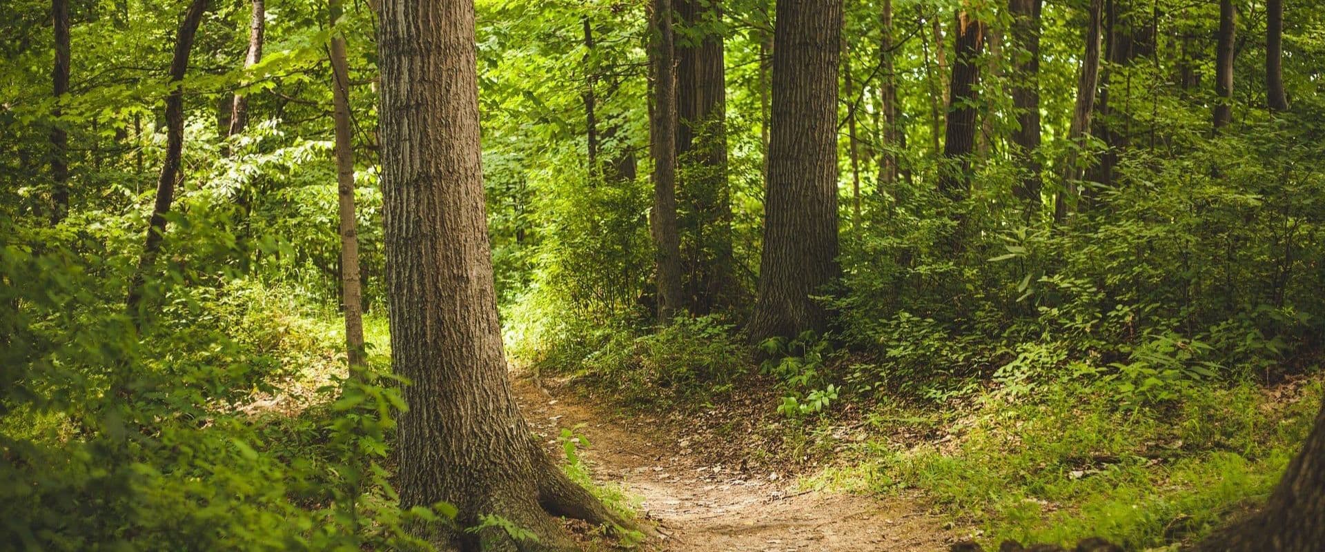 A winding path through a lush, green forest.