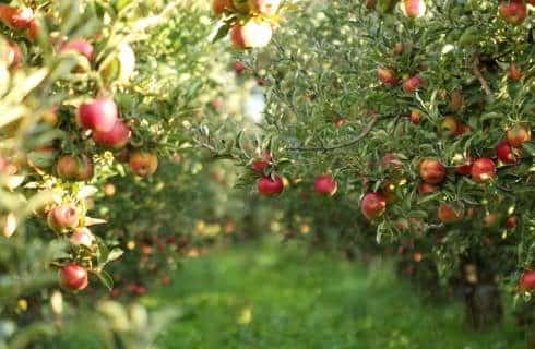 Close up view of red apple trees in an orchard