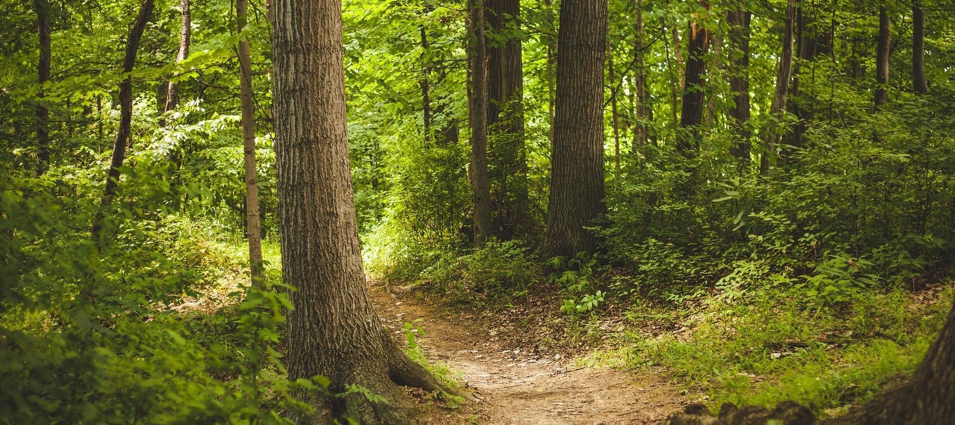 Small dirt trail surrounded by large trees, green bushes, and green grass