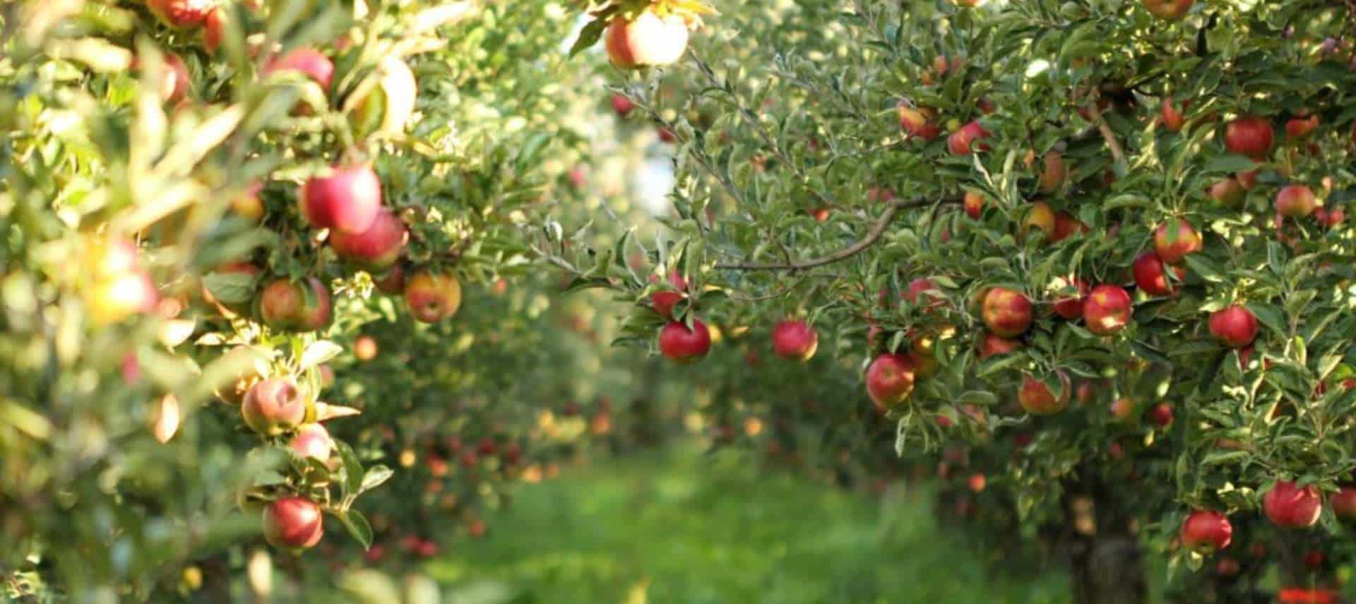 Close up view of red apple trees in an orchard
