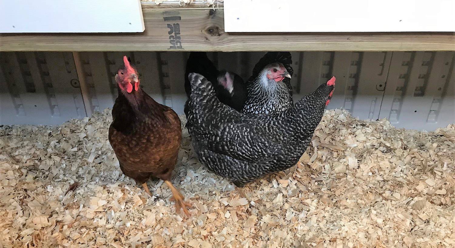 Brown and black chickens walking on tan wood chips in a chicken coop
