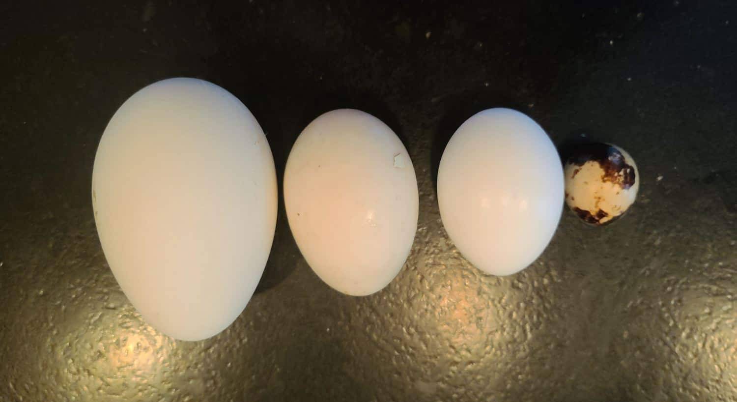 Close up view of three white eggs and one multicolored egg in varying sizes lined up biggest to smallest